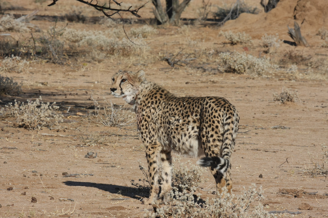 [1588] 2016_06_22_03_12_59_Africa_Canon_EOS_40D_IMG__07792.jpg