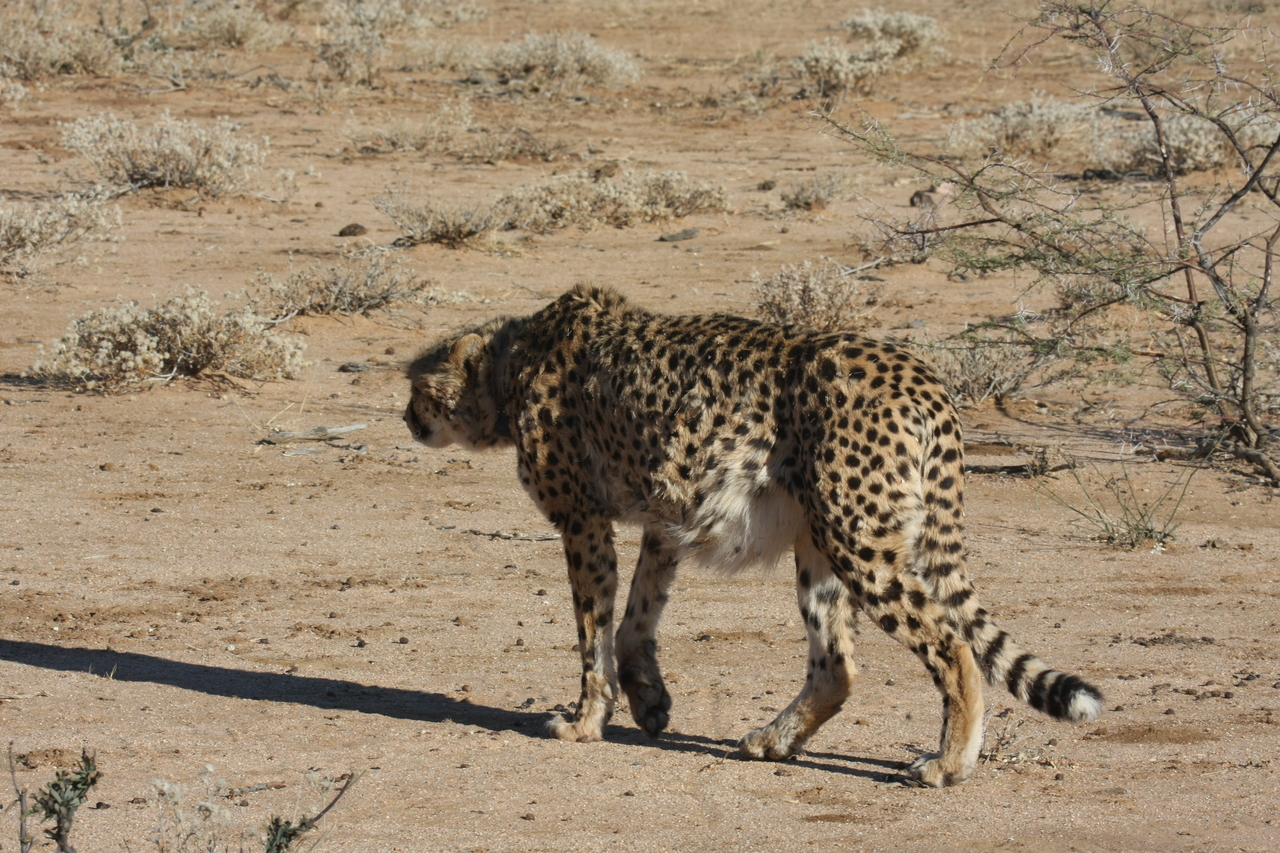 [1603] 2016_06_22_03_13_11_Africa_Canon_EOS_40D_IMG__00350.jpg