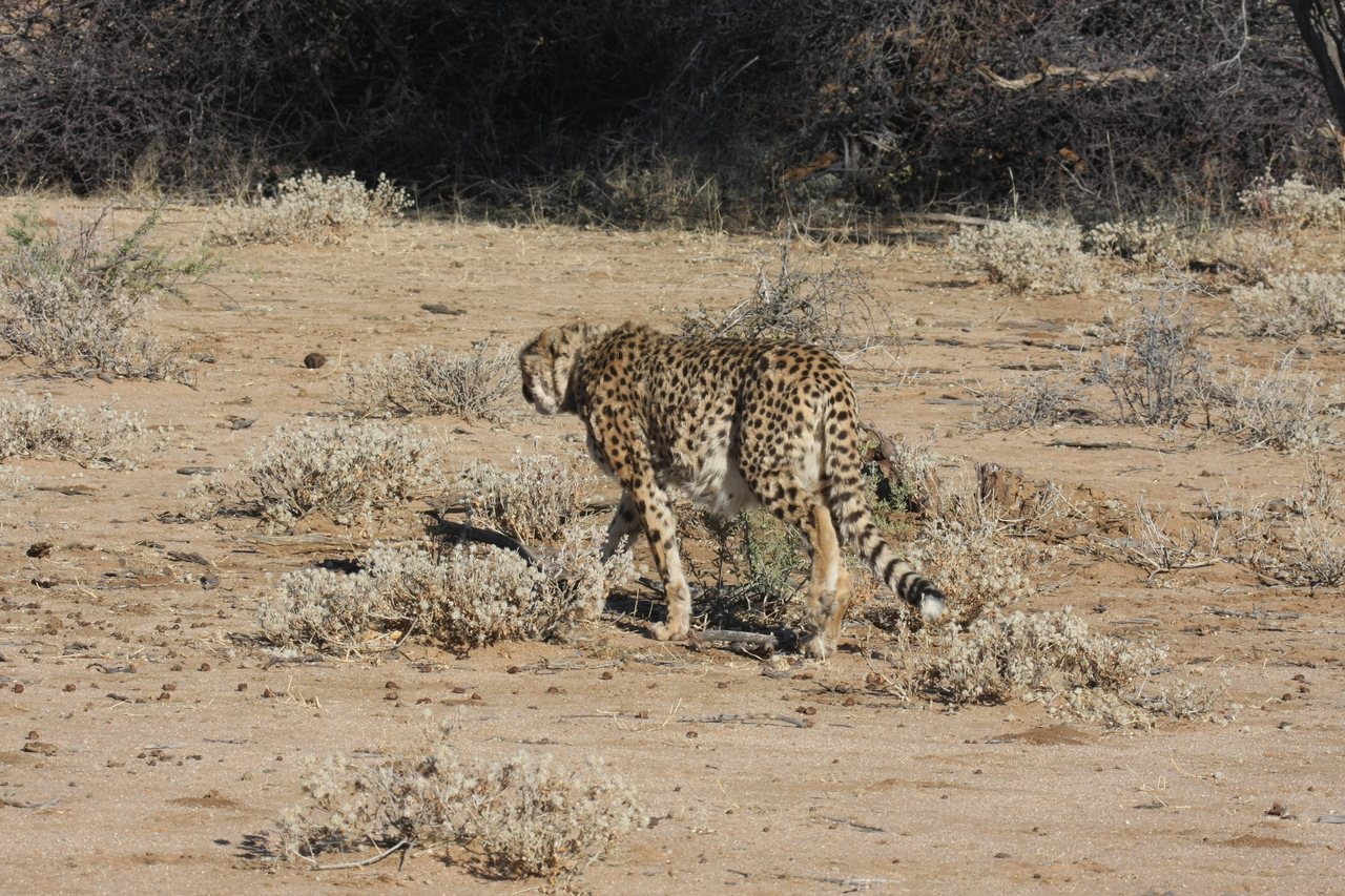 [1618] 2016_06_22_03_13_26_Africa_Canon_EOS_40D_IMG__07802.jpg