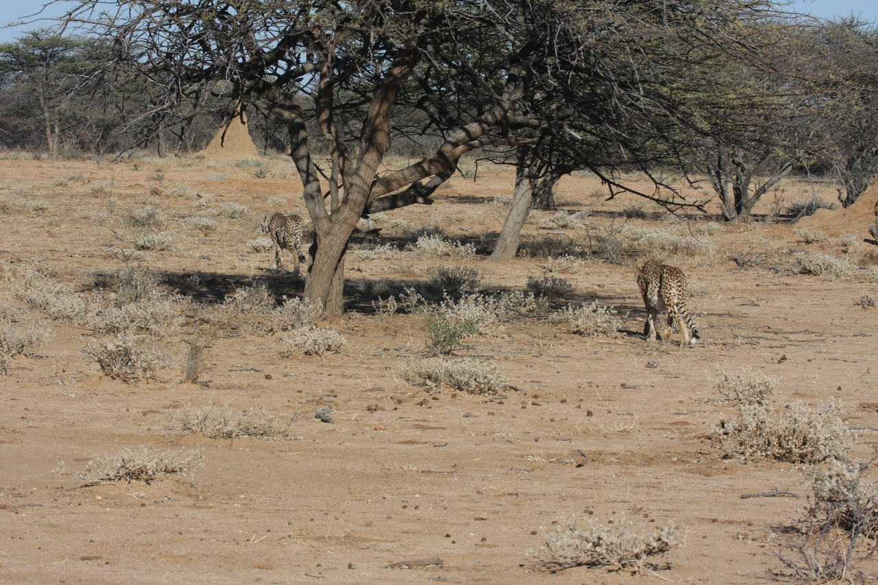 [1622] 2016_06_22_03_13_57_Africa_Canon_EOS_40D_IMG__00338.jpg