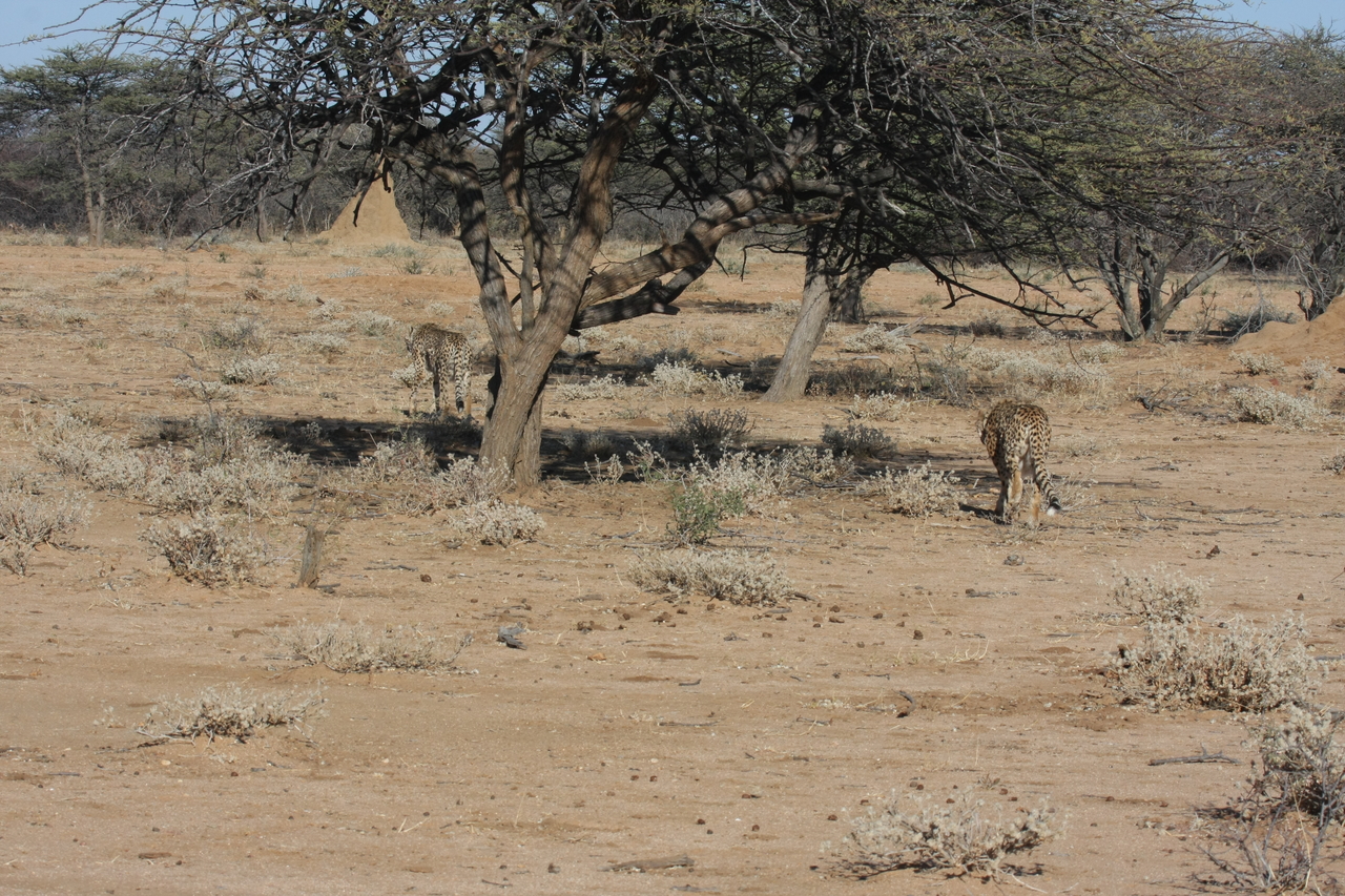 [1625] 2016_06_22_03_13_57_Africa_Canon_EOS_40D_IMG__00358.jpg