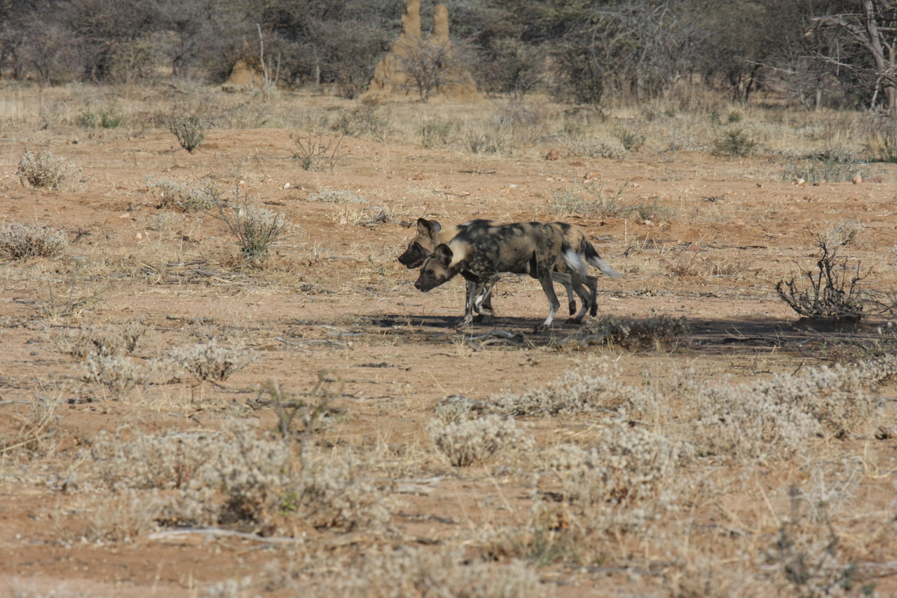 [1649] 2016_06_22_03_18_57_Africa_Canon_EOS_40D_IMG__00362.jpg