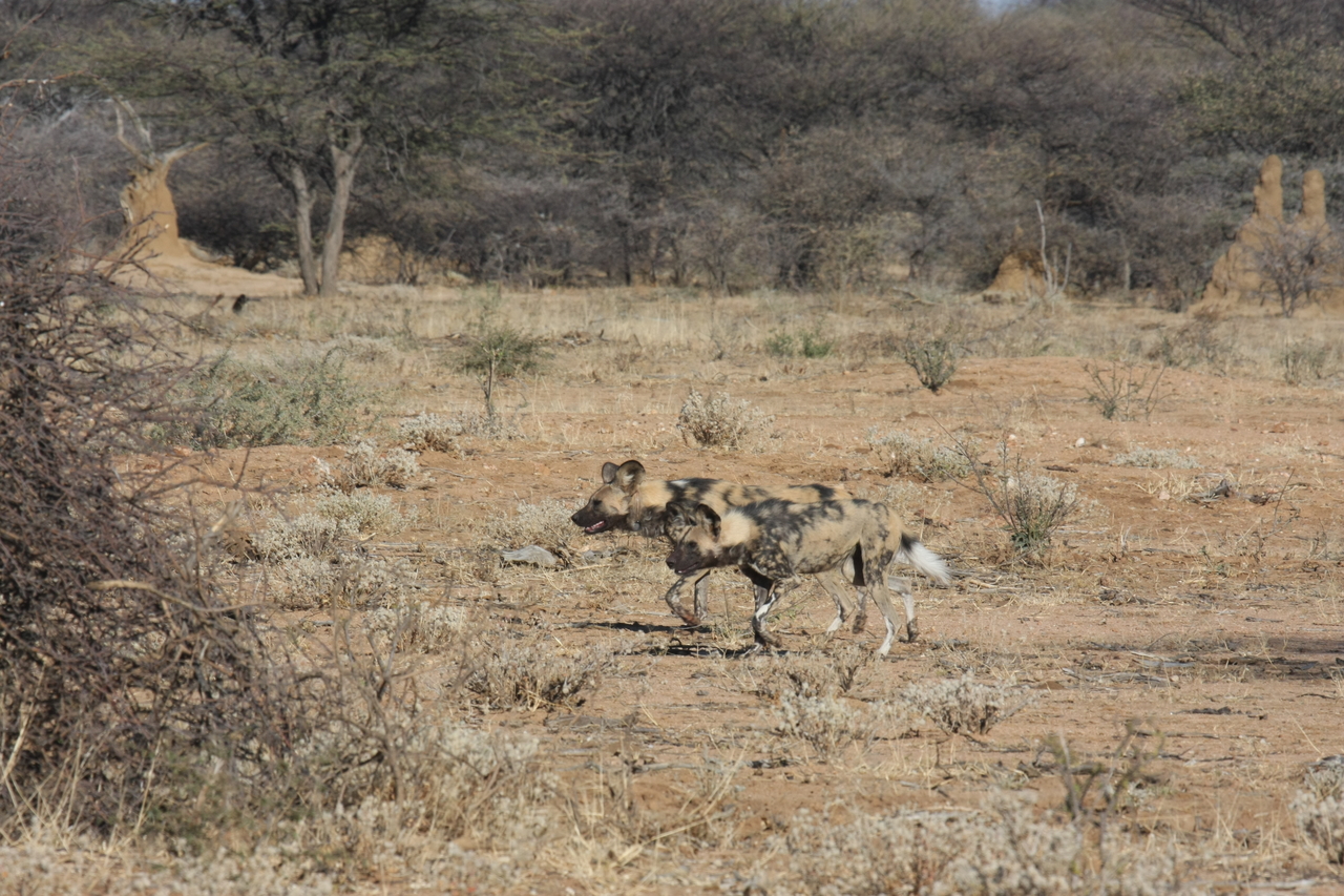 [1653] 2016_06_22_03_18_58_Africa_Canon_EOS_40D_IMG__00345.jpg