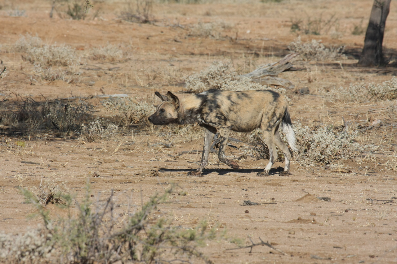 [1658] 2016_06_22_03_19_35_Africa_Canon_EOS_40D_IMG__00348.jpg