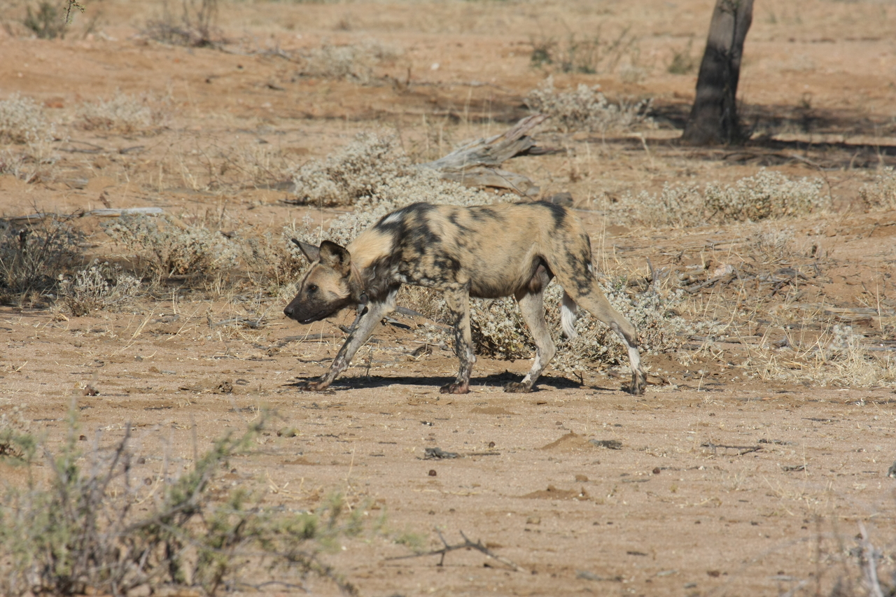 [1660] 2016_06_22_03_19_35_Africa_Canon_EOS_40D_IMG__00366.jpg
