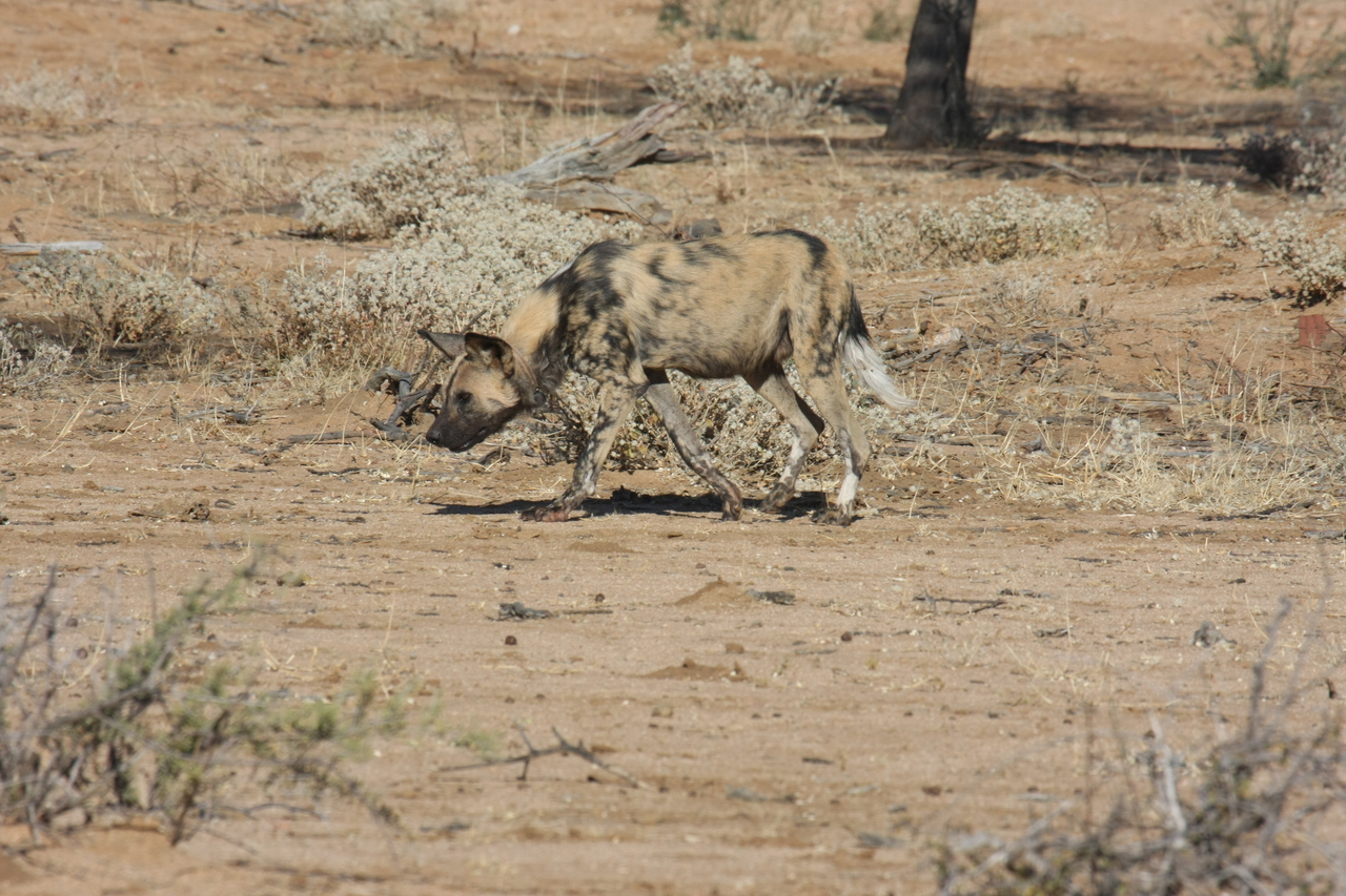 [1662] 2016_06_22_03_19_35_Africa_Canon_EOS_40D_IMG__07812.jpg