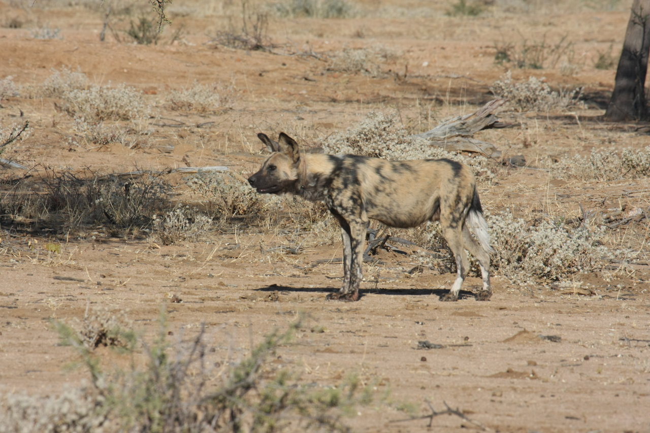 [1666] 2016_06_22_03_19_36_Africa_Canon_EOS_40D_IMG__00368.jpg