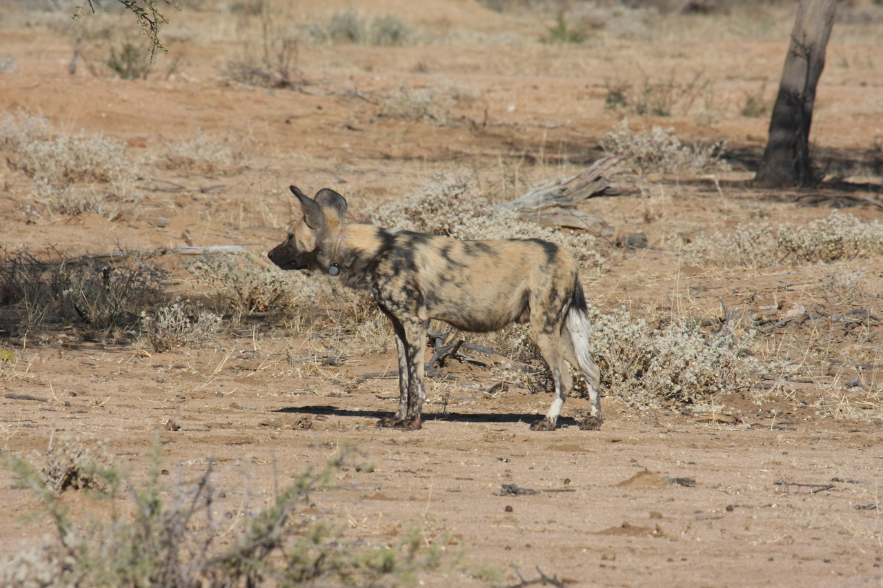[1671] 2016_06_22_03_19_38_Africa_Canon_EOS_40D_IMG__00351.jpg