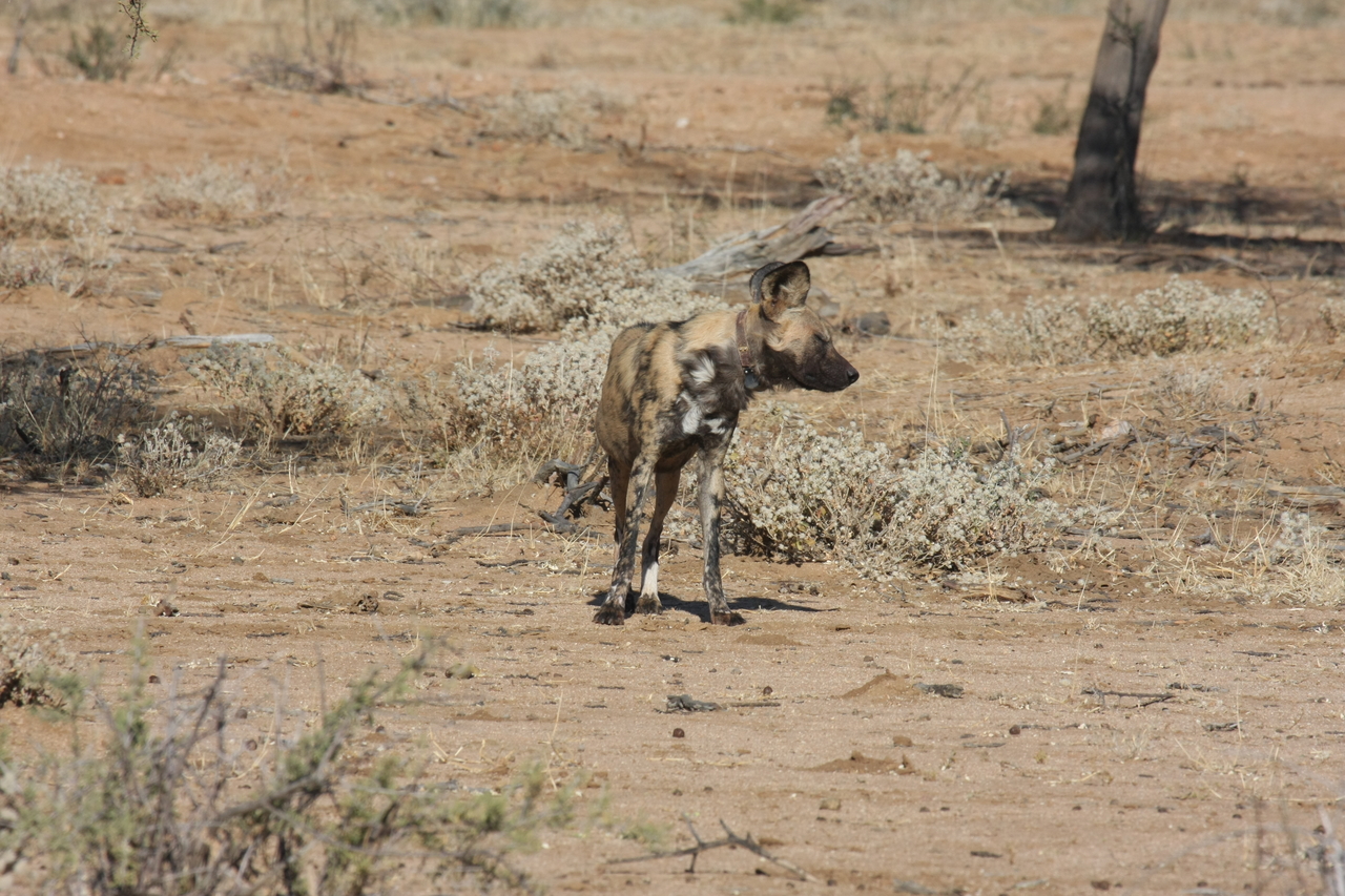 [1681] 2016_06_22_03_19_47_Africa_Canon_EOS_40D_IMG__00355.jpg