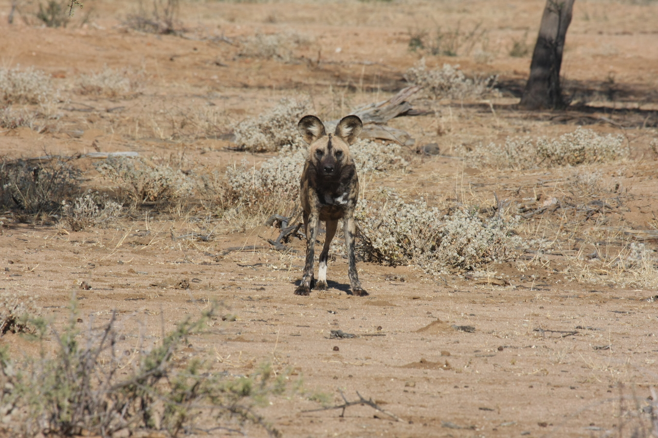 [1695] 2016_06_22_03_19_50_Africa_Canon_EOS_40D_IMG__00378.jpg