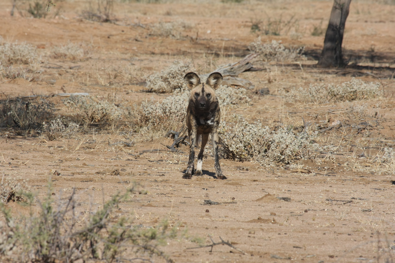 [1699] 2016_06_22_03_19_51_Africa_Canon_EOS_40D_IMG__00379.jpg