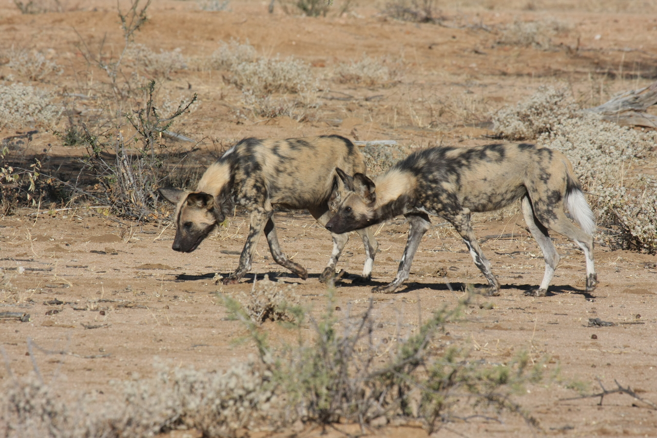 [1704] 2016_06_22_03_19_55_Africa_Canon_EOS_40D_IMG__00380.jpg