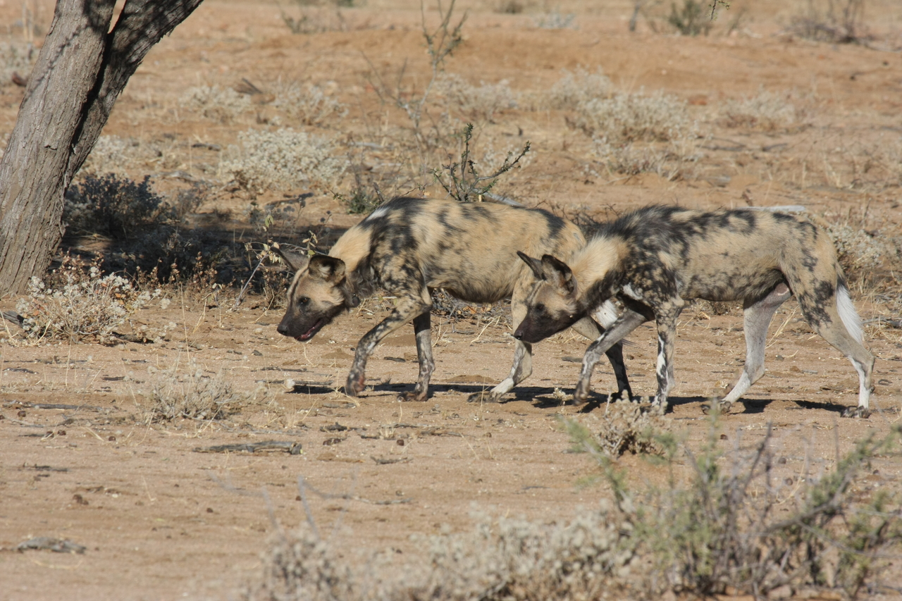 [1706] 2016_06_22_03_19_55_Africa_Canon_EOS_40D_IMG__00382.jpg