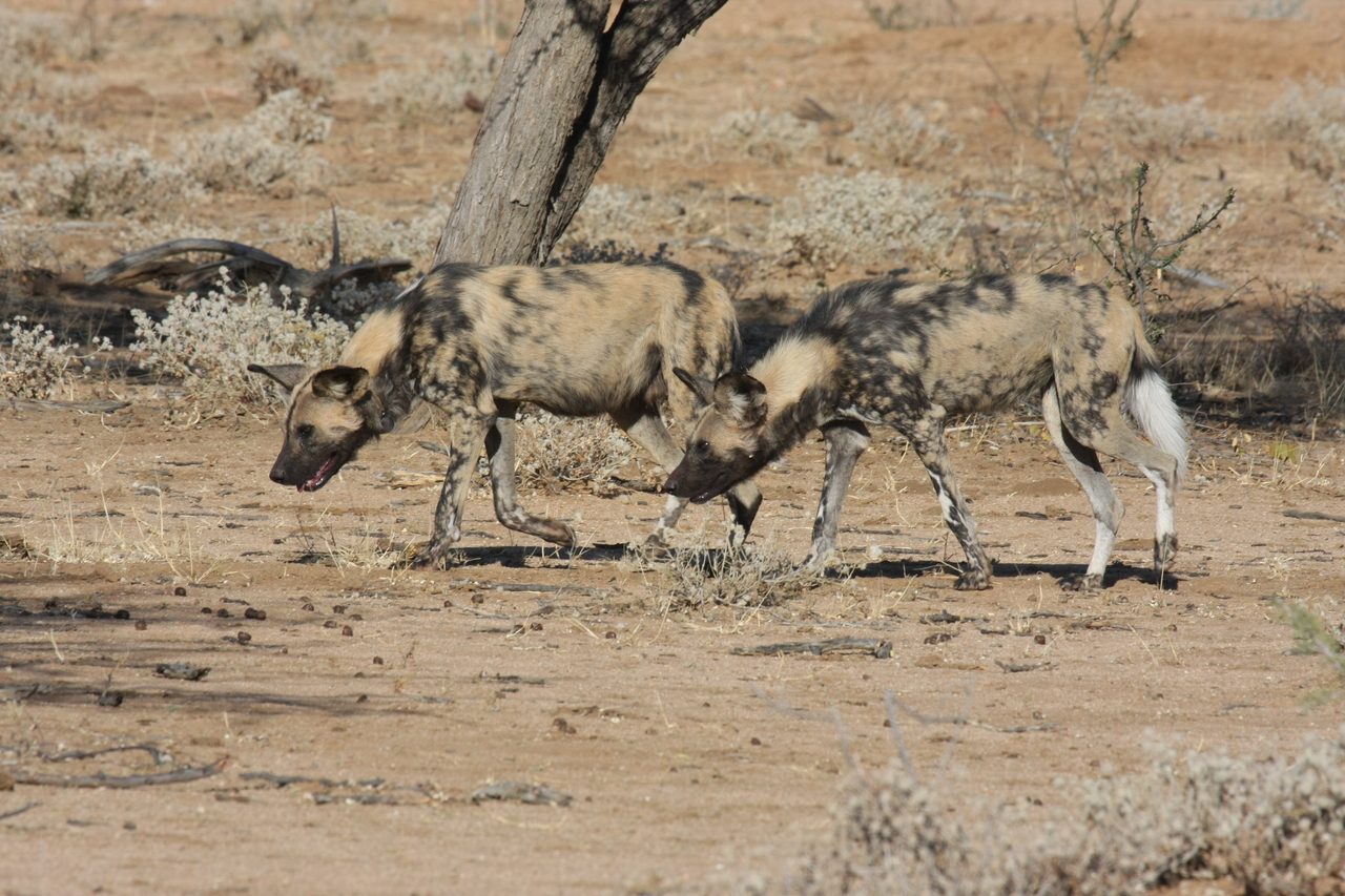 [1711] 2016_06_22_03_19_56_Africa_Canon_EOS_40D_IMG__00383.jpg