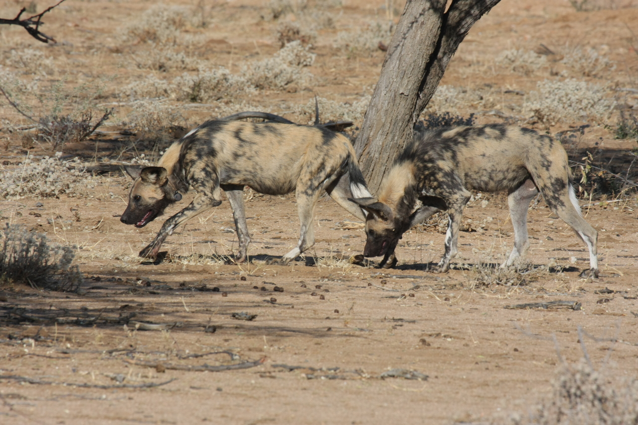 [1717] 2016_06_22_03_19_57_Africa_Canon_EOS_40D_IMG__00385.jpg