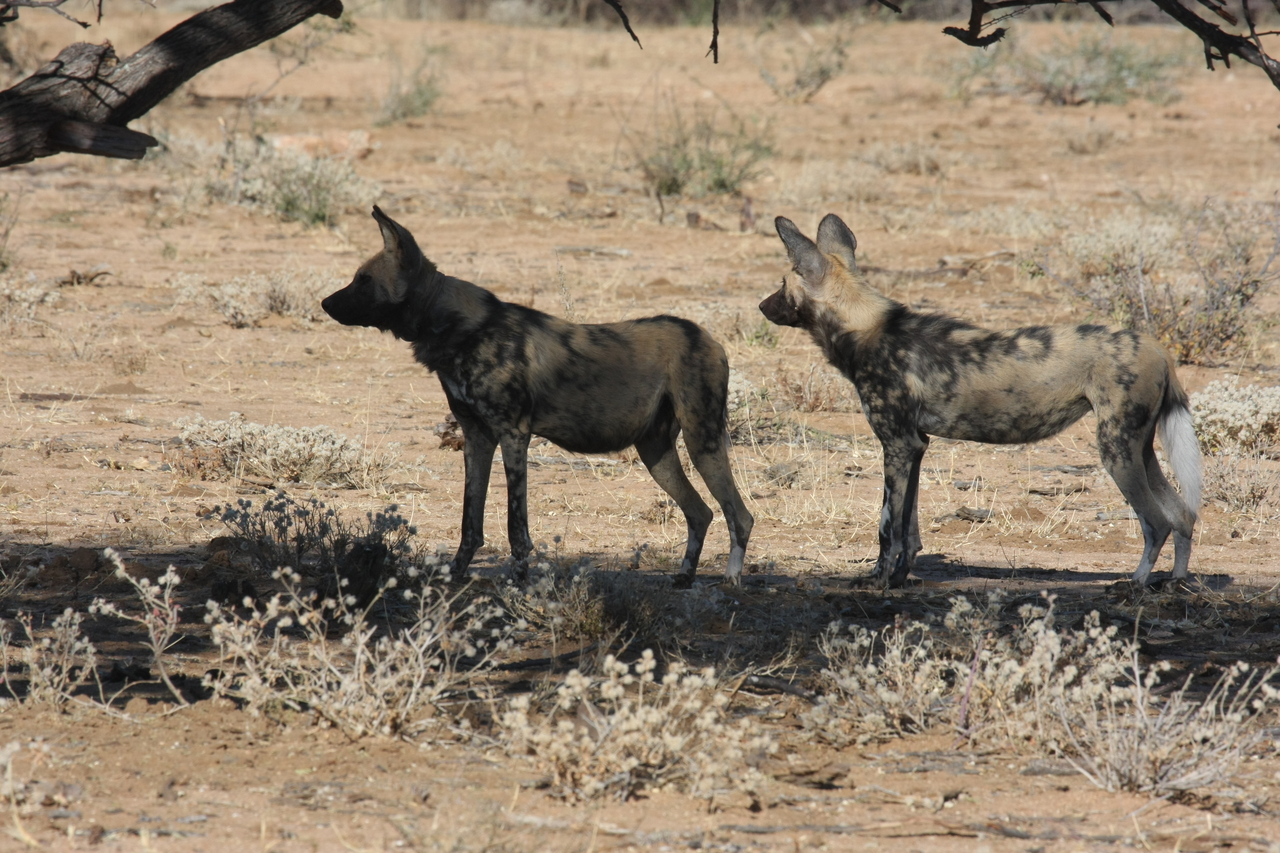 [1722] 2016_06_22_03_20_07_Africa_Canon_EOS_40D_IMG__00368.jpg