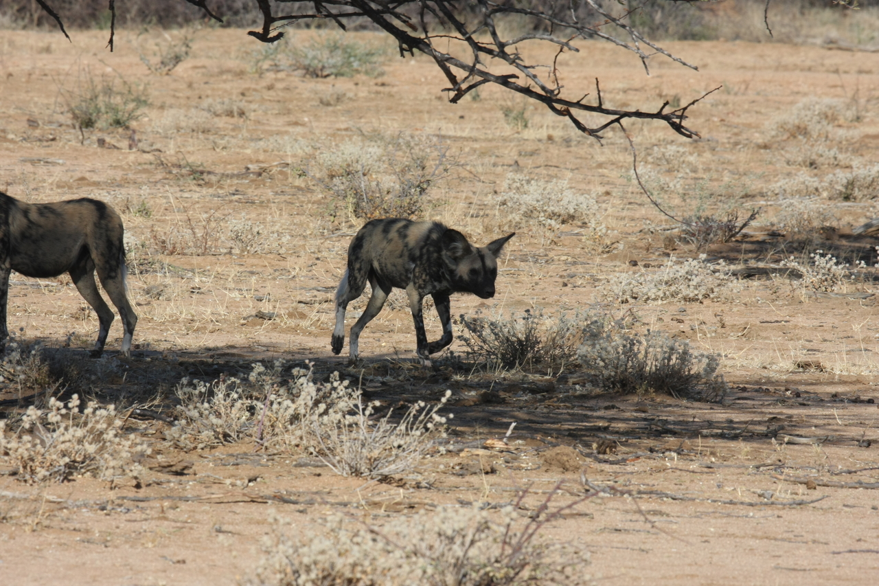 [1728] 2016_06_22_03_20_09_Africa_Canon_EOS_40D_IMG__00389.jpg