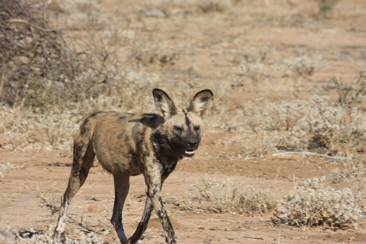 [1759] 2016_06_22_03_20_24_Africa_Canon_EOS_40D_IMG__00399.jpg