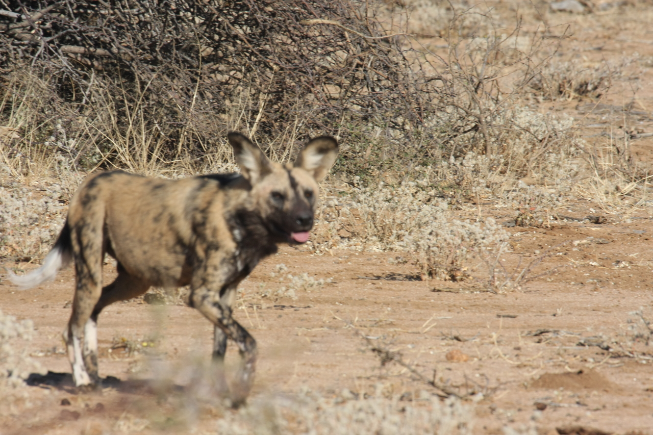 [1760] 2016_06_22_03_20_24_Africa_Canon_EOS_40D_IMG__07844.jpg