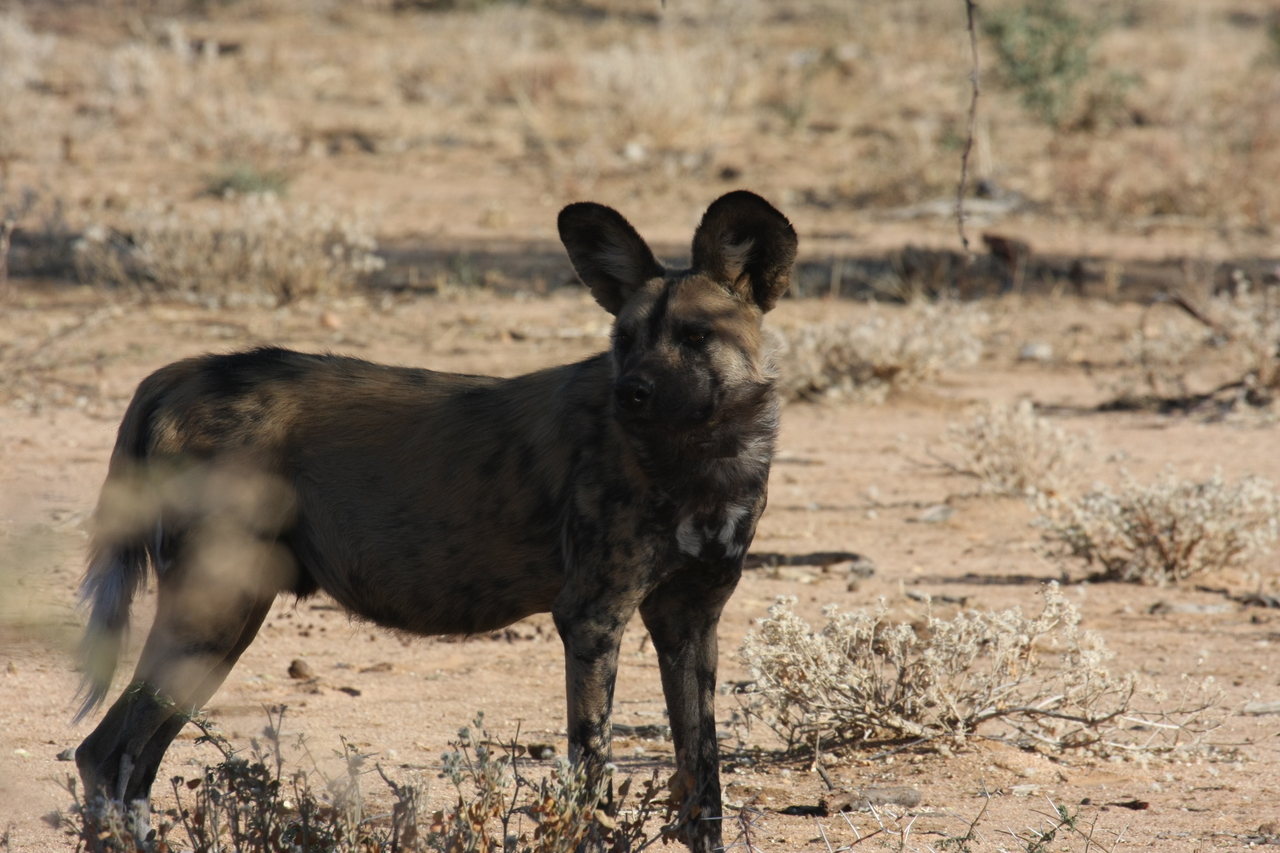 [1781] 2016_06_22_03_20_46_Africa_Canon_EOS_40D_IMG__00387.jpg