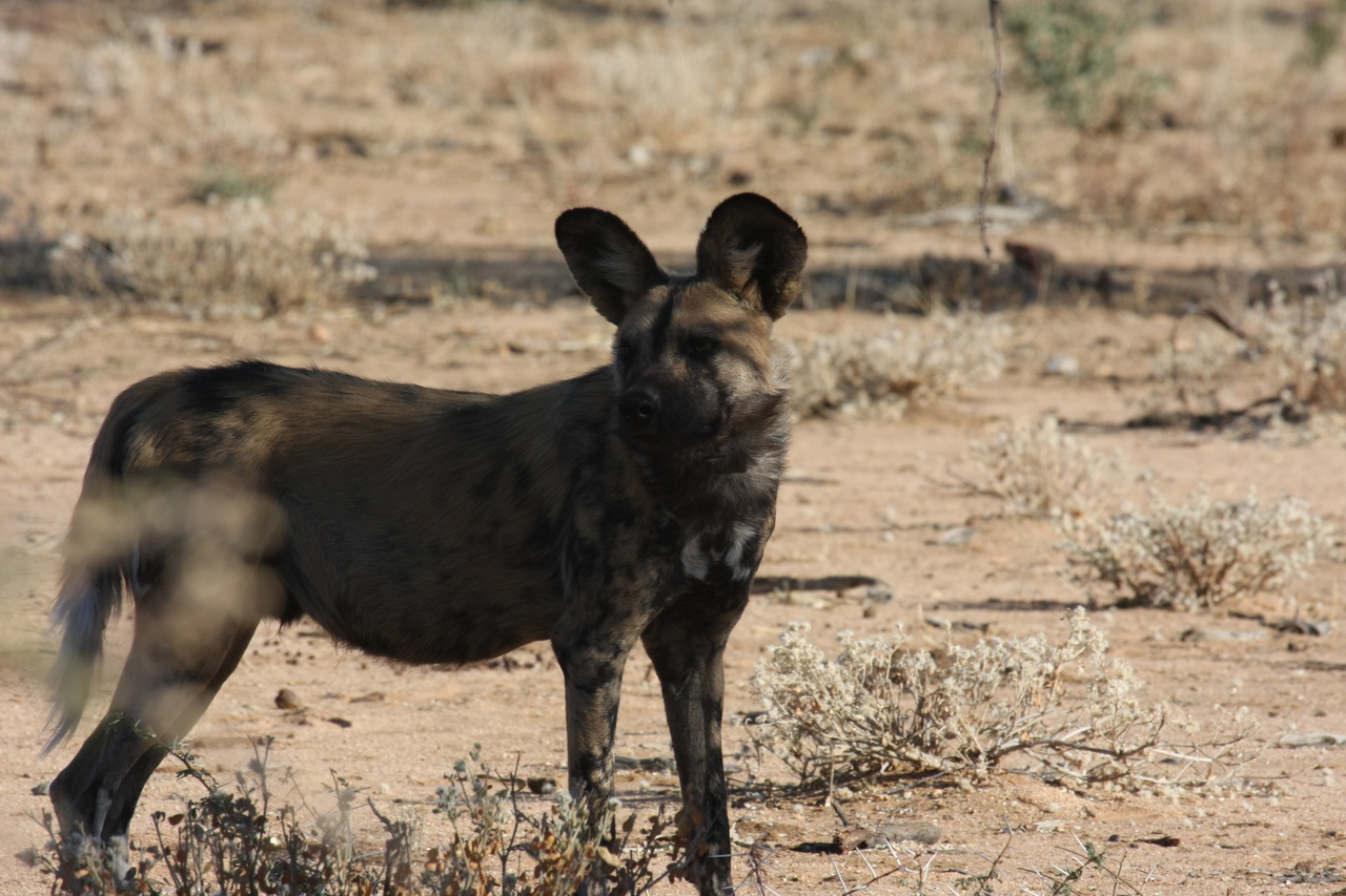 [1782] 2016_06_22_03_20_46_Africa_Canon_EOS_40D_IMG__00388.jpg