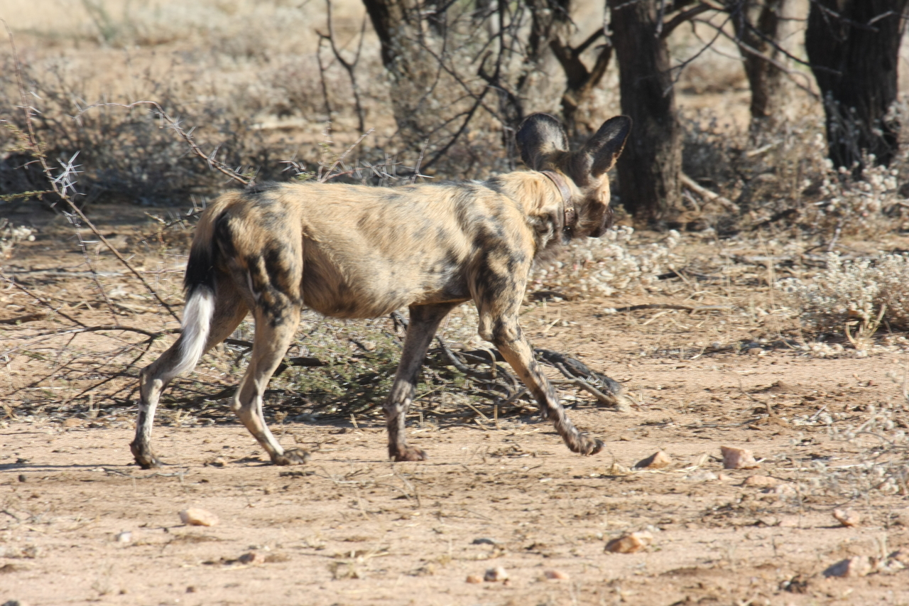[1792] 2016_06_22_03_21_18_Africa_Canon_EOS_40D_IMG__00390.jpg