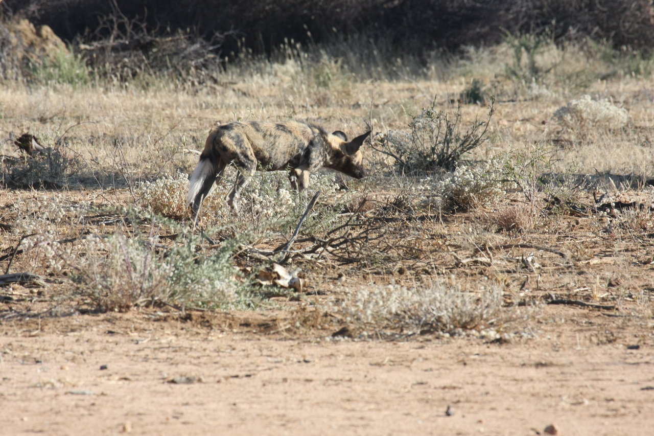 [1796] 2016_06_22_03_21_24_Africa_Canon_EOS_40D_IMG__00410.jpg