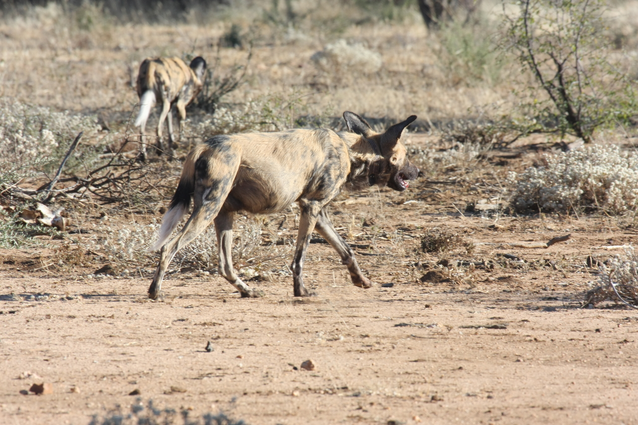 [1799] 2016_06_22_03_21_28_Africa_Canon_EOS_40D_IMG__00411.jpg