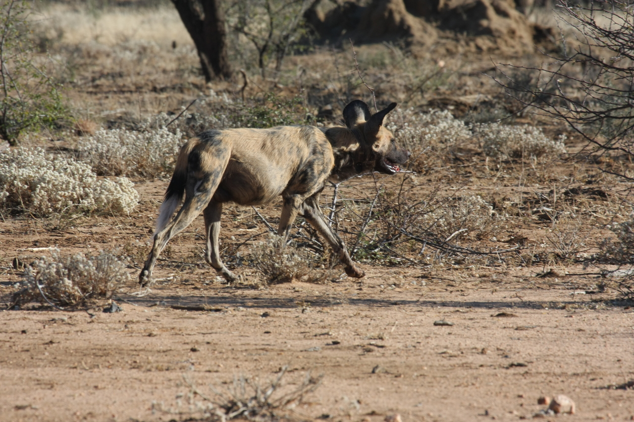 [1802] 2016_06_22_03_21_30_Africa_Canon_EOS_40D_IMG__00412.jpg