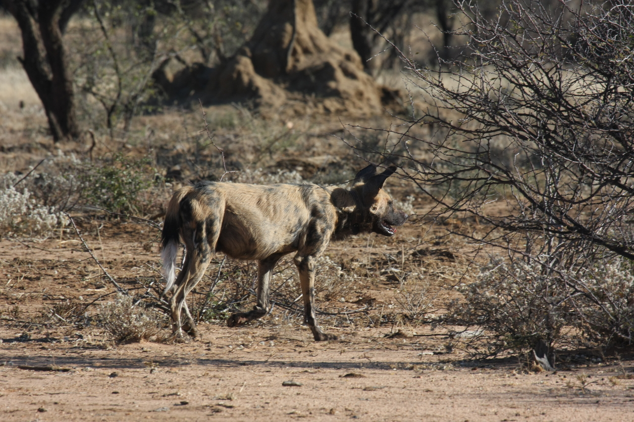 [1807] 2016_06_22_03_21_31_Africa_Canon_EOS_40D_IMG__00414.jpg