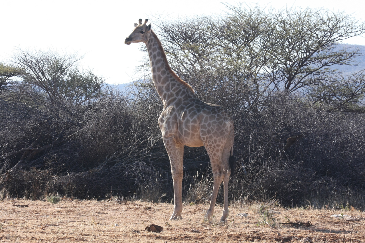 [1827] 2016_06_22_03_37_47_Africa_Canon_EOS_40D_IMG__00418.jpg