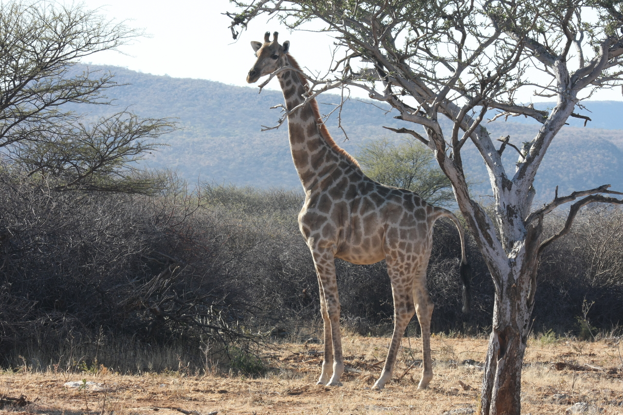 [1833] 2016_06_22_03_37_57_Africa_Canon_EOS_40D_IMG__00420.jpg