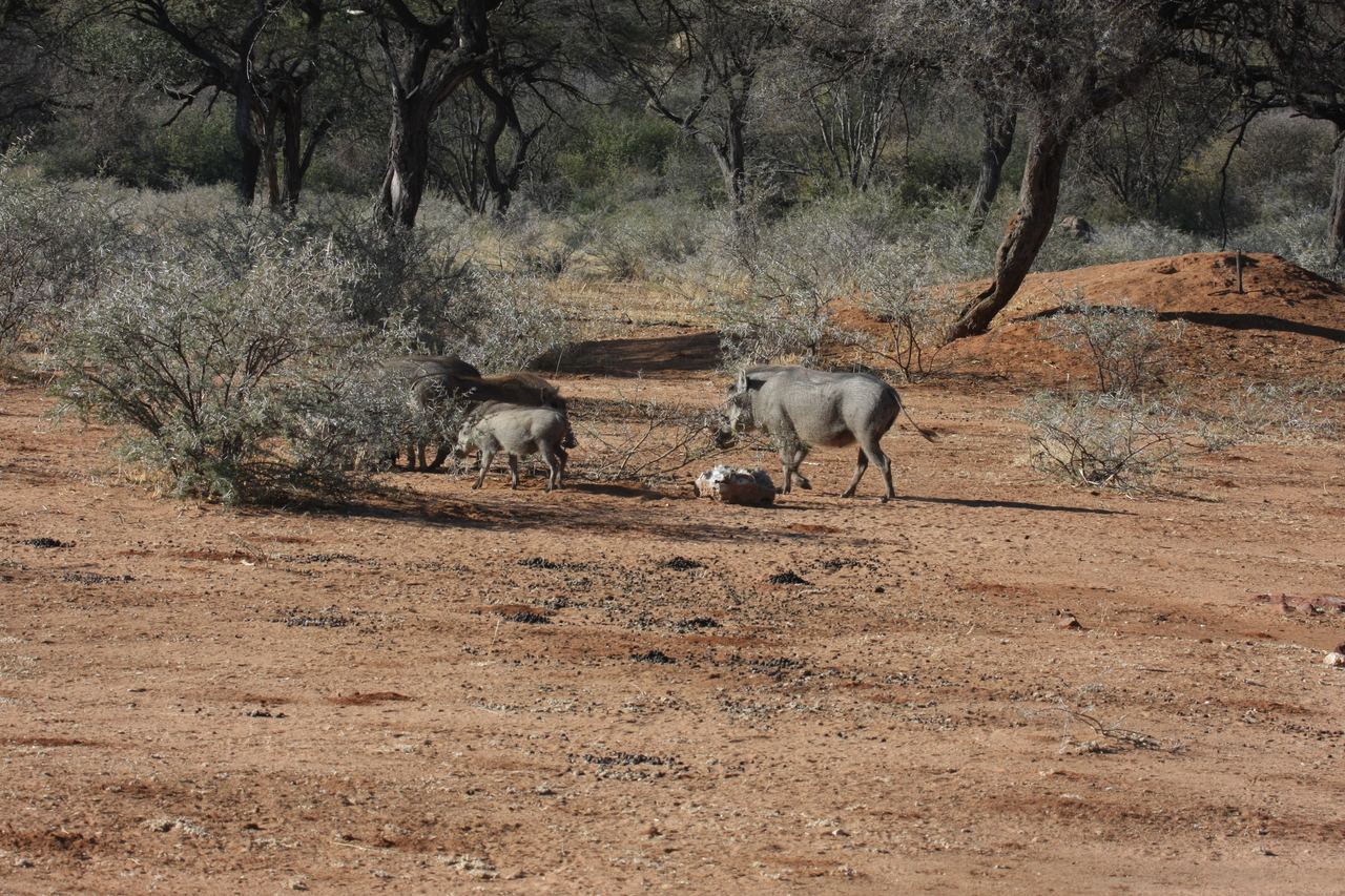 [1853] 2016_06_22_03_41_38_Africa_Canon_EOS_40D_IMG__07873.jpg