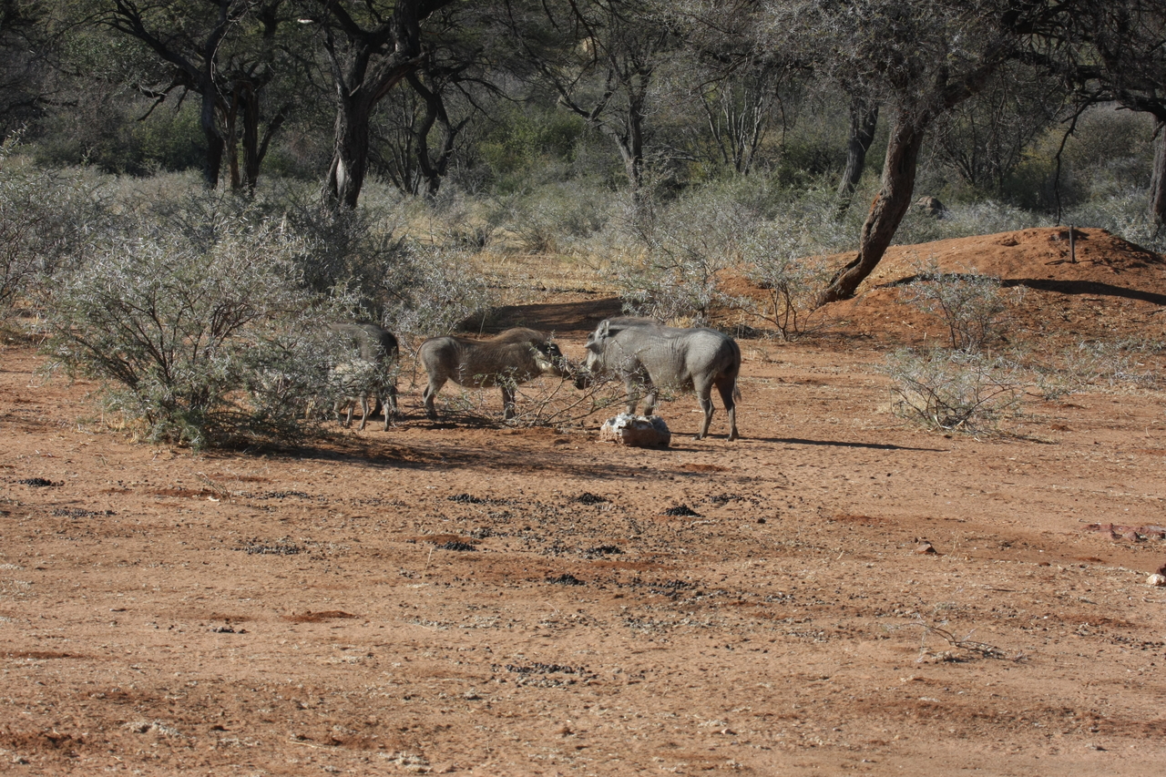 [1854] 2016_06_22_03_41_40_Africa_Canon_EOS_40D_IMG__00408.jpg