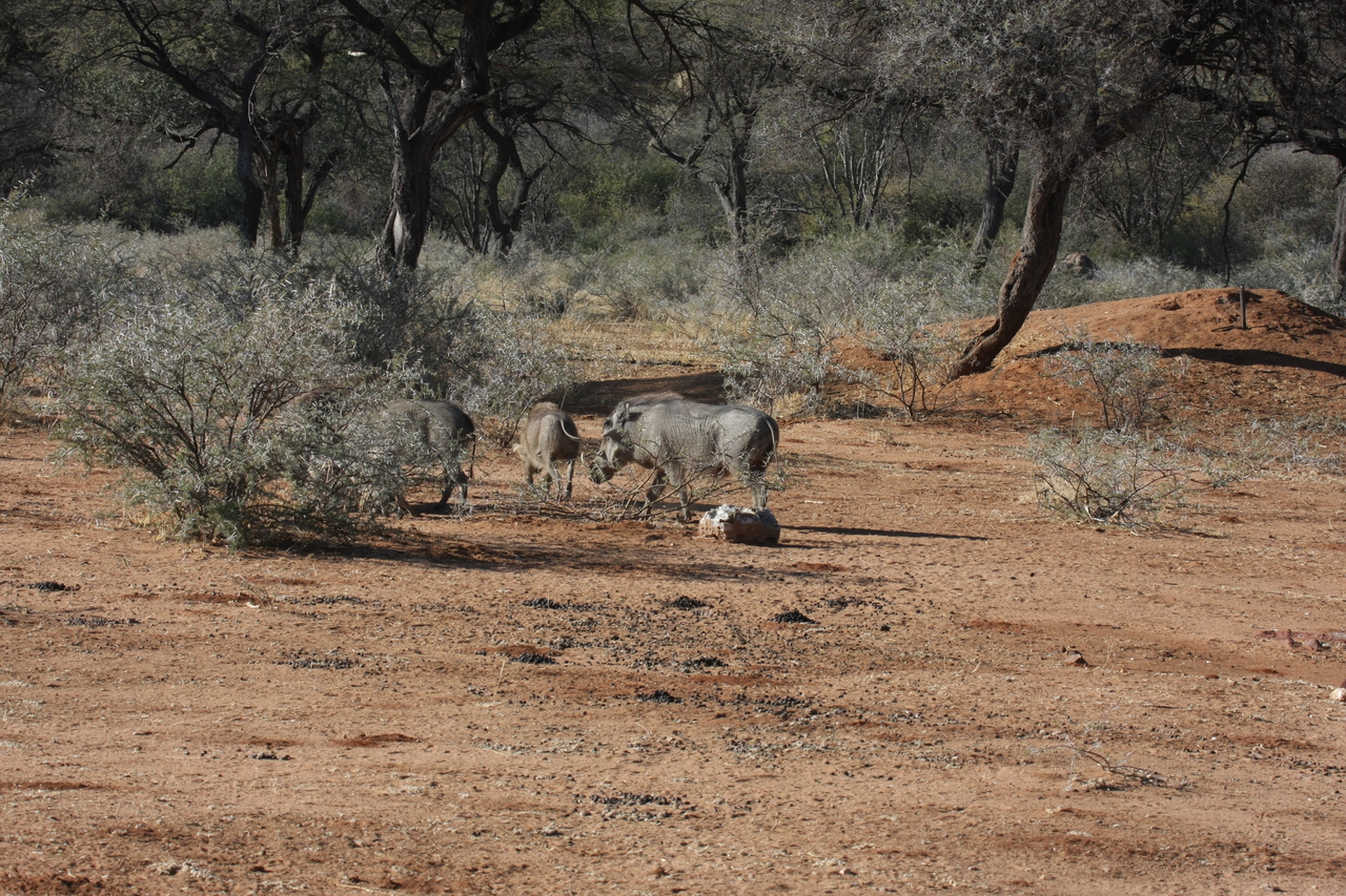 [1859] 2016_06_22_03_41_42_Africa_Canon_EOS_40D_IMG__07875.jpg