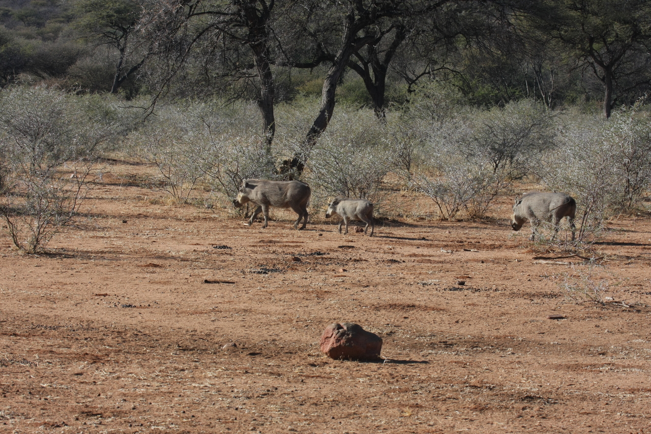 [1865] 2016_06_22_03_41_47_Africa_Canon_EOS_40D_IMG__07877.jpg