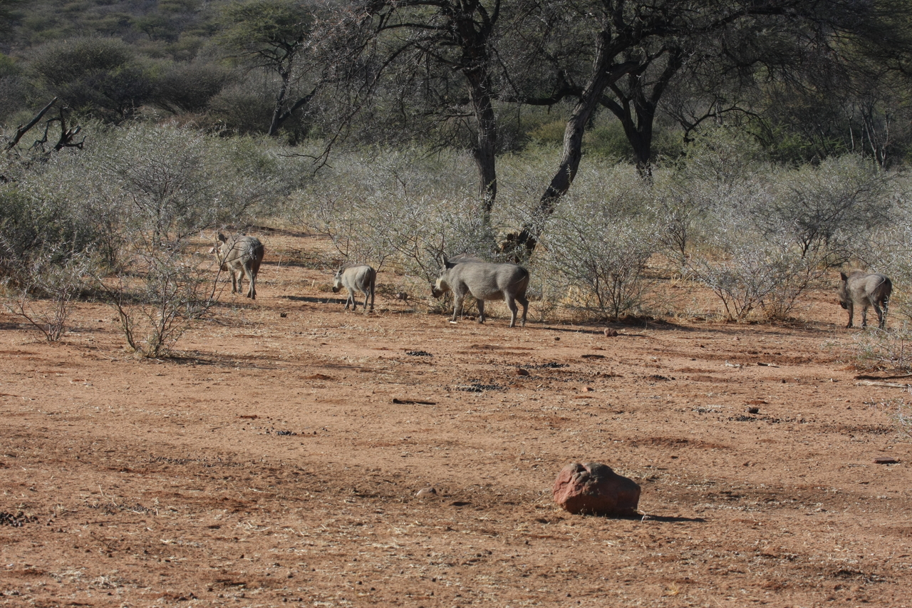 [1871] 2016_06_22_03_41_54_Africa_Canon_EOS_40D_IMG__07879.jpg