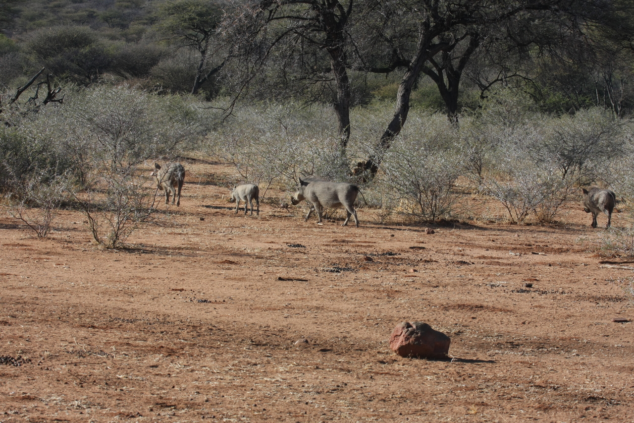 [1873] 2016_06_22_03_41_55_Africa_Canon_EOS_40D_IMG__00433.jpg