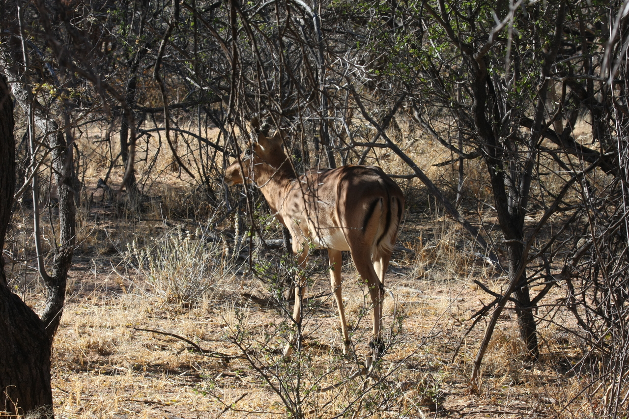 [1888] 2016_06_22_03_45_21_Africa_Canon_EOS_40D_IMG__00438.jpg