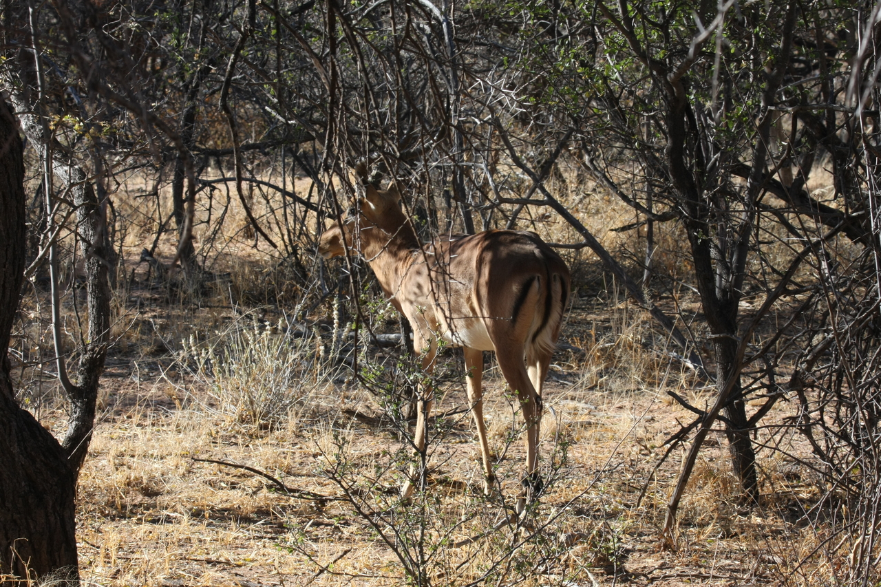 [1894] 2016_06_22_03_45_22_Africa_Canon_EOS_40D_IMG__00439.jpg