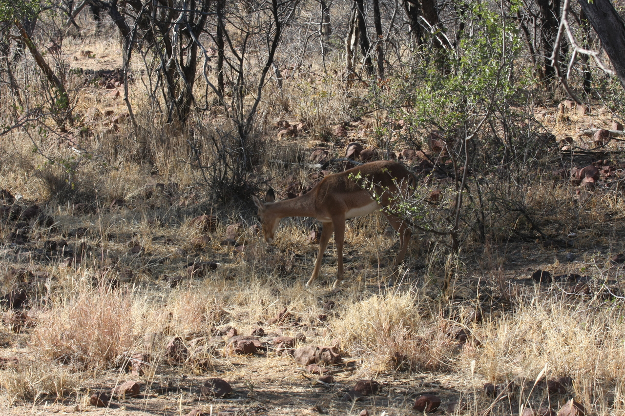 [1909] 2016_06_22_03_46_34_Africa_Canon_EOS_40D_IMG__00443.jpg