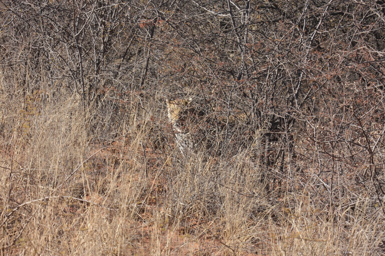 [1921] 2016_06_22_03_55_58_Africa_Canon_EOS_40D_IMG__00445.jpg