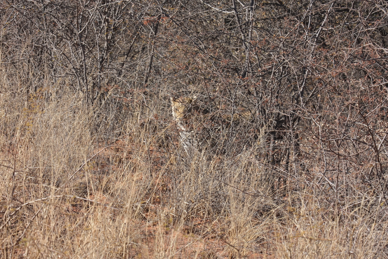 [1923] 2016_06_22_03_55_58_Africa_Canon_EOS_40D_IMG__07891.jpg