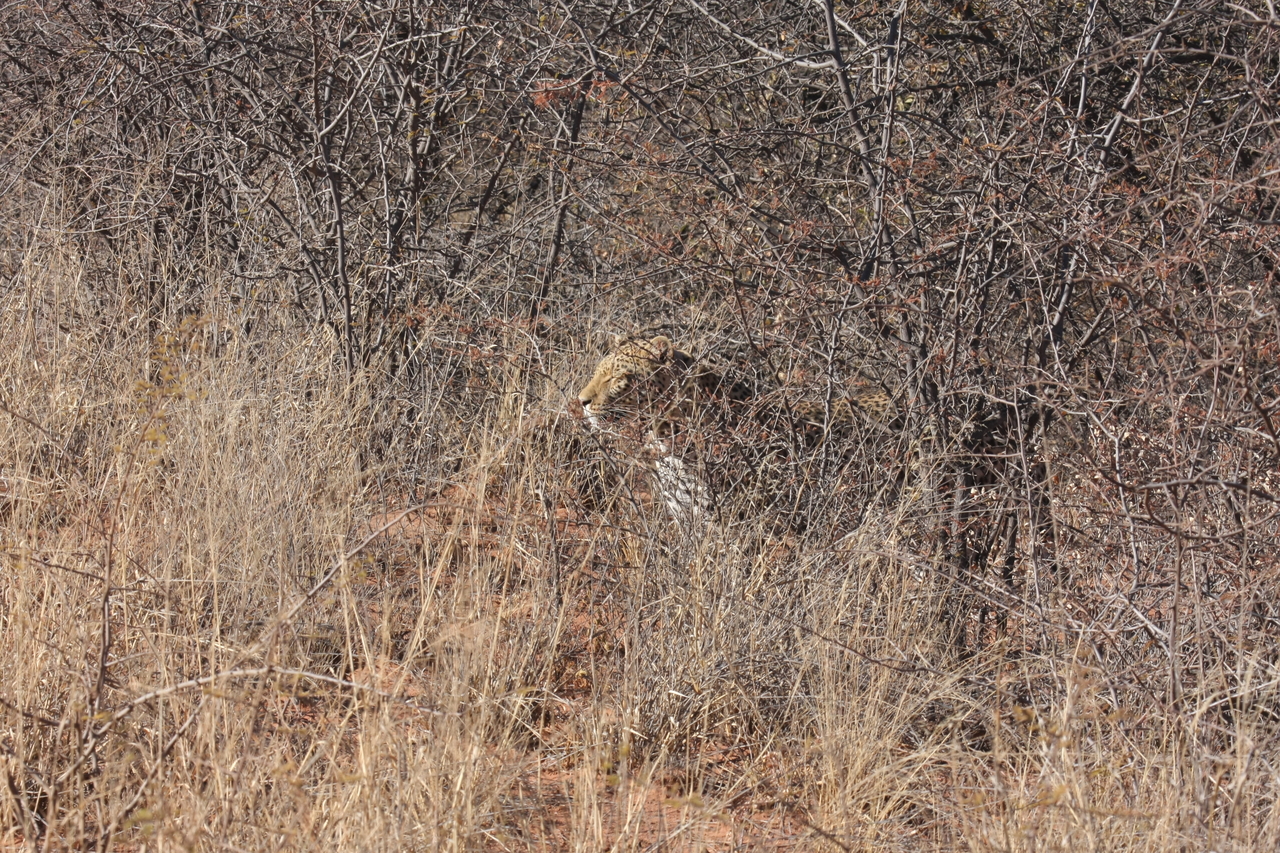 [1930] 2016_06_22_03_56_00_Africa_Canon_EOS_40D_IMG__07894.jpg