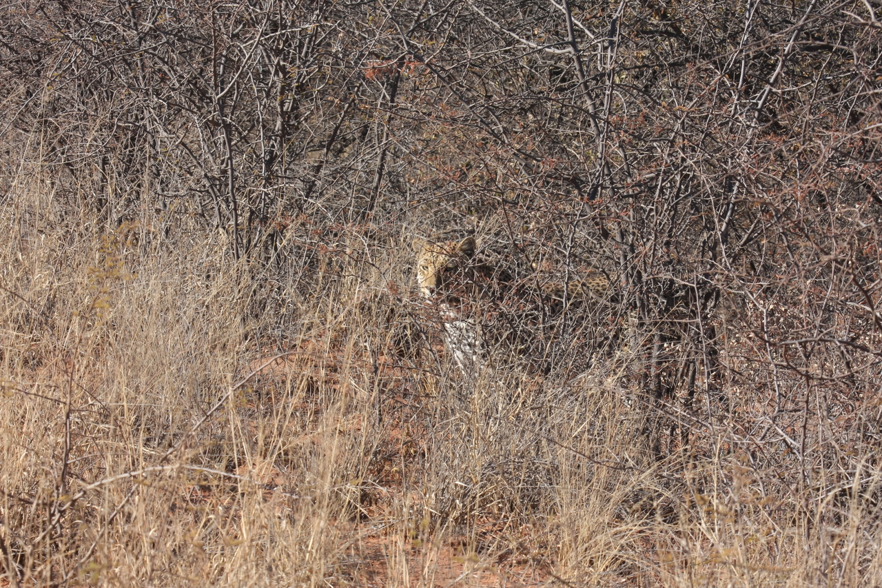 [1936] 2016_06_22_03_56_03_Africa_Canon_EOS_40D_IMG__00432.jpg