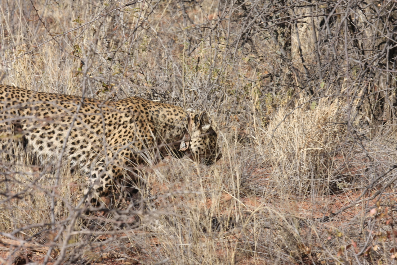 [1955] 2016_06_22_03_56_32_Africa_Canon_EOS_40D_IMG__07903.jpg