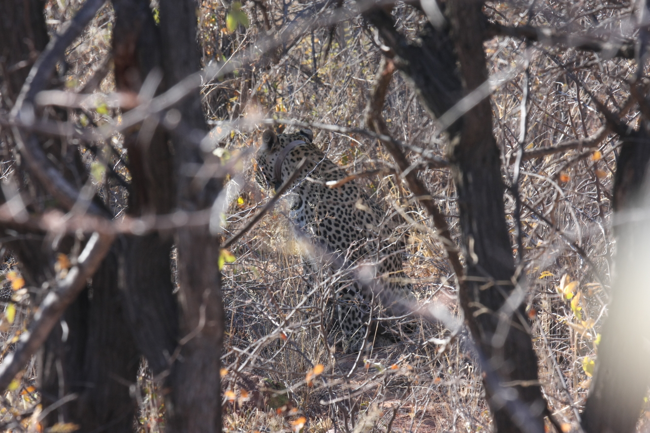 [1990] 2016_06_22_04_05_14_Africa_Canon_EOS_40D_IMG__07914.jpg