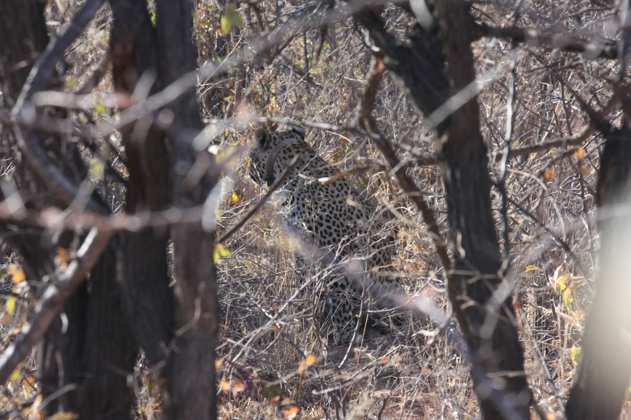 [1991] 2016_06_22_04_05_14_Africa_Canon_EOS_40D_IMG__07915.jpg