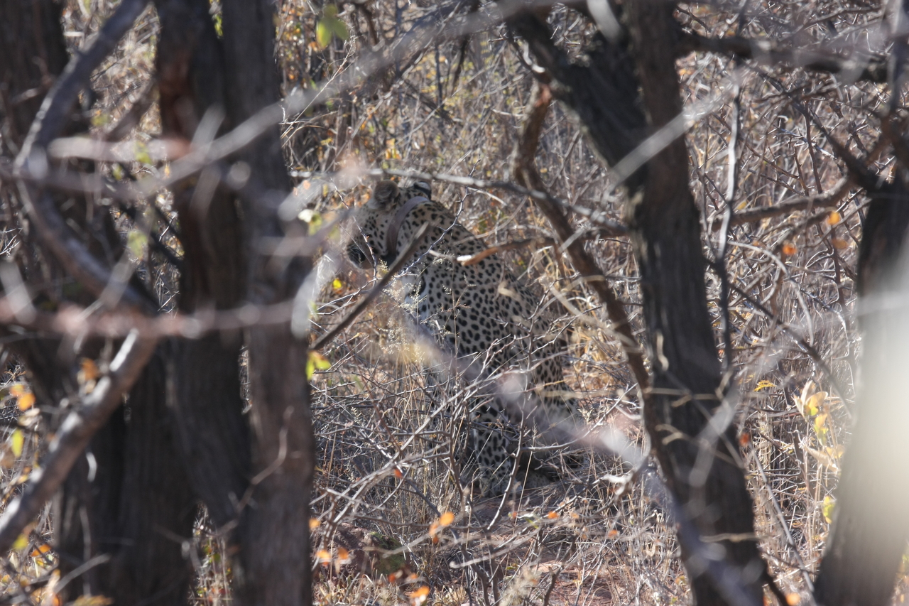 [1992] 2016_06_22_04_05_15_Africa_Canon_EOS_40D_IMG__00450.jpg