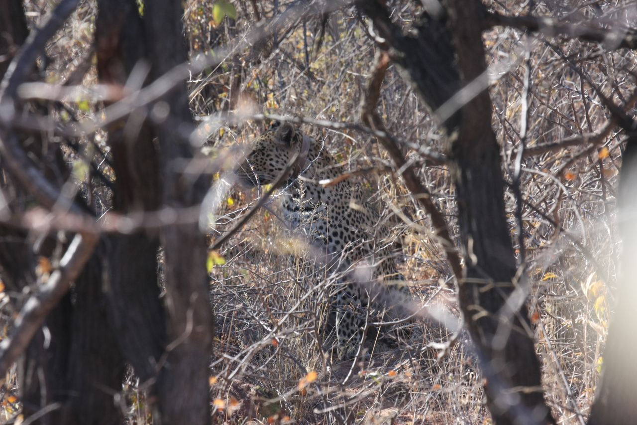 [2001] 2016_06_22_04_05_23_Africa_Canon_EOS_40D_IMG__00453.jpg